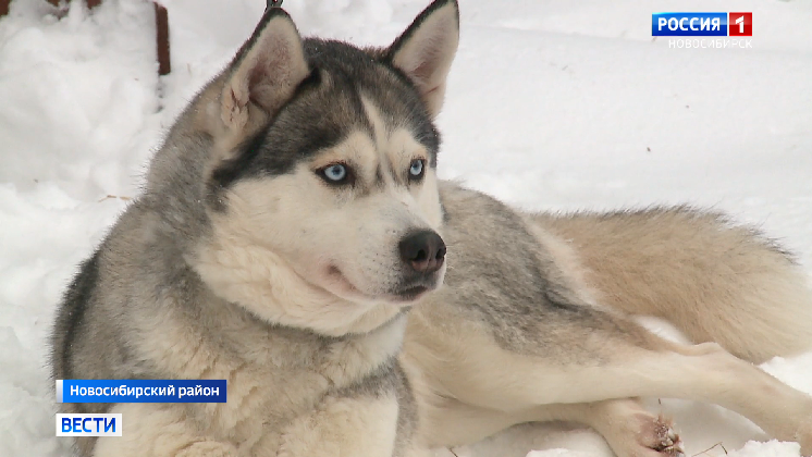 Гонки на собачьих упряжках собрали несколько десятков участников в Новосибирске