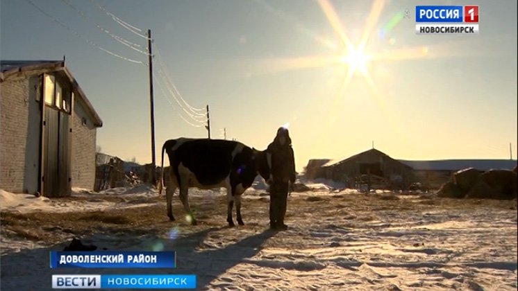 «Вести» побывали в фермерском хозяйстве Доволенского района, получившем грант на развитие