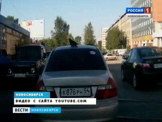 Видеорегистратор зафиксировал голубя, ехавшего на крыше машины в Новосибирске