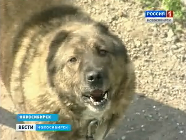 В Новосибирске девочка была покусана собакой во дворе собственного дома