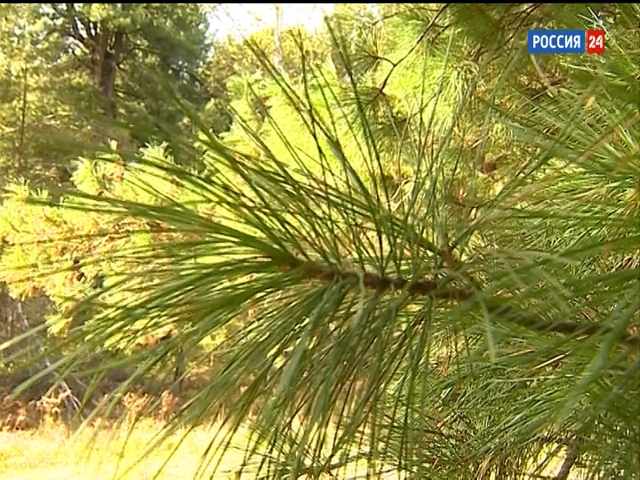 В Новосибирской области семян кедра собрали в полтора раза больше запланированного