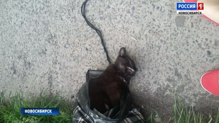 «Из пакета торчало ухо»: новосибирца обвиняют в зверском убийстве кота