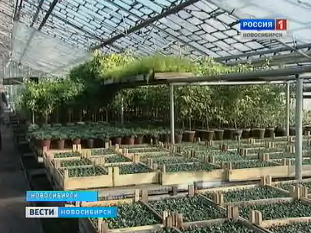 Миллионы цветов украсят Новосибирск летом