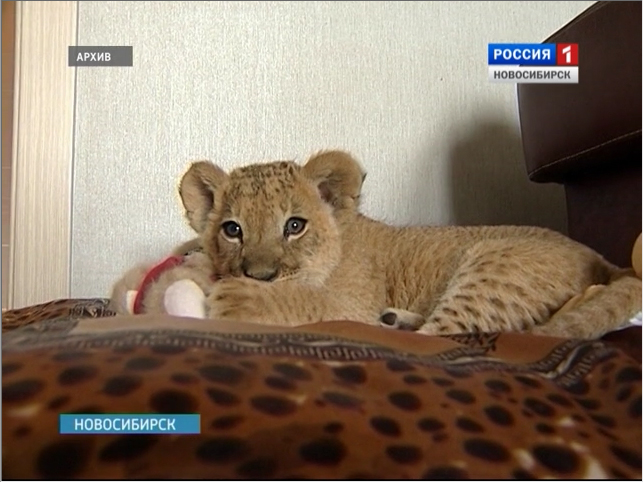 В Новосибирске продают львёнка