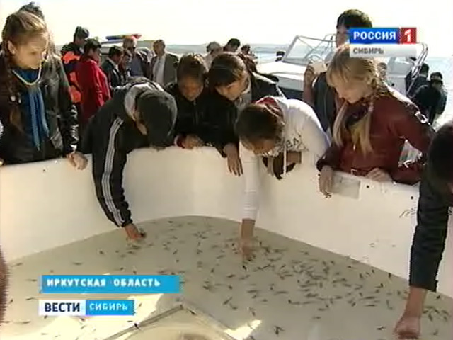 В Ольхонском районе в озеро Байкал выпустили 70 тысяч мальков осетра
