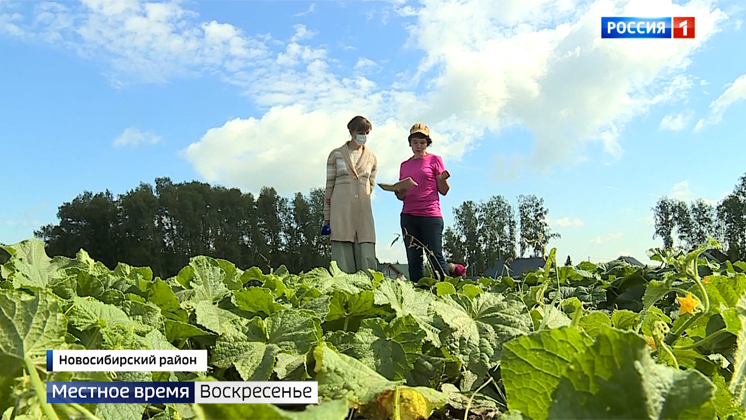 Новые сорта овощей выводят новосибирские учёные-селекционеры