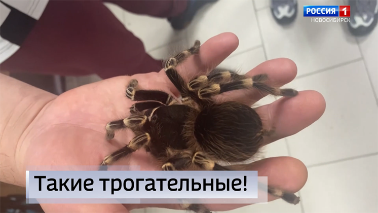 Контактные зоопарки пытаются обойти антиковидные ограничения в Новосибирске