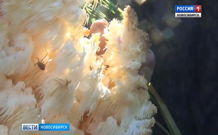 Редкий гриб-коралл попался грибникам в Маслянинском районе