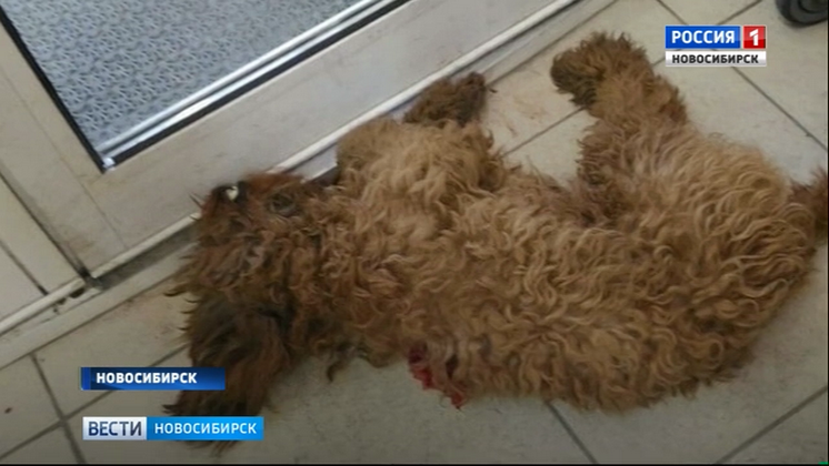 «Вести» узнали подробности зверского убийства собаки в новосибирском супермаркете