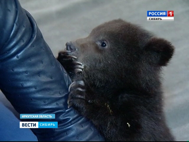 Подкинутых к дверям иркутского цирка медвежат заберут в Москву