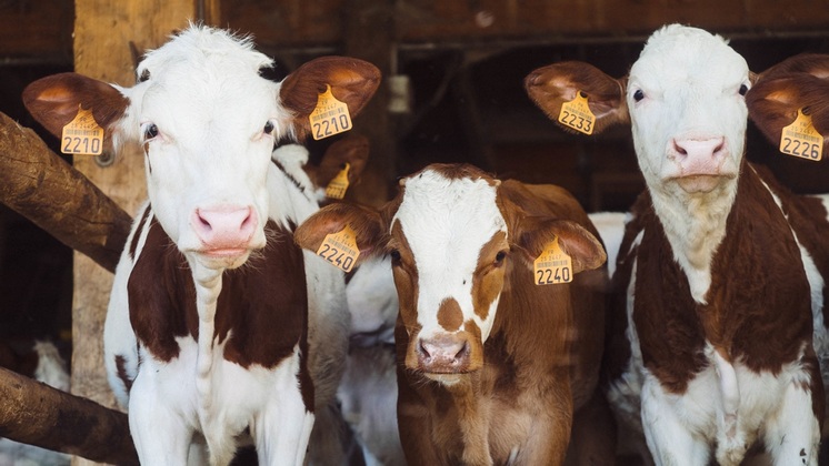 В Новосибирской области построили молочный комплекс на тысячу коров