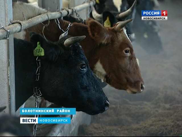 На фермах Новосибирской области наблюдается тенденция увеличения поголовья скота