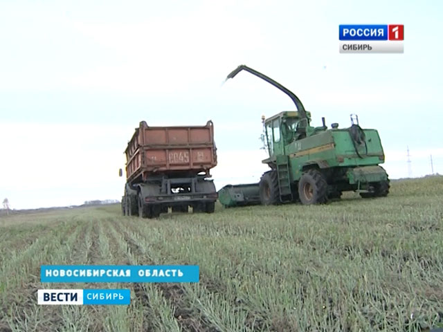 Сибирские аграрии заканчивают уборку и подсчитывают урожай