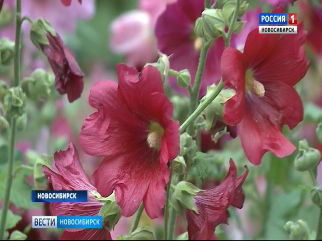 Новосибирские дворы заполонило небывалое цветение мальвы