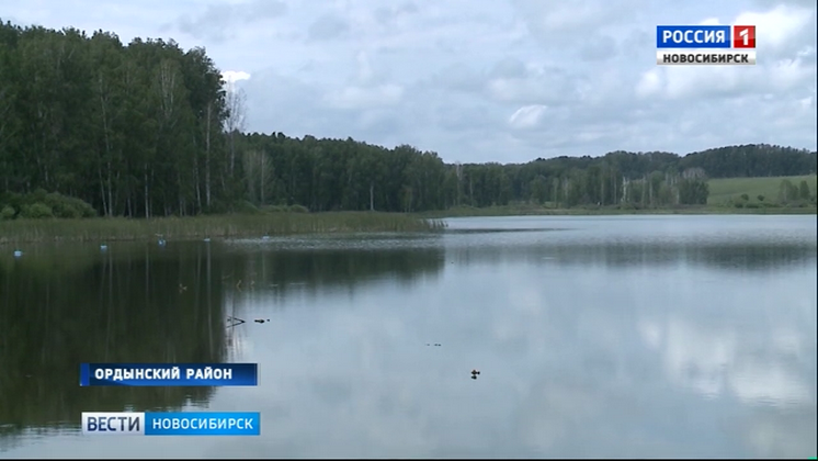 В Новосибирской области начали выращивать зеркальных карпов по новым технологиям
