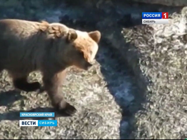 В Красноярском крае на туристов напал медведь