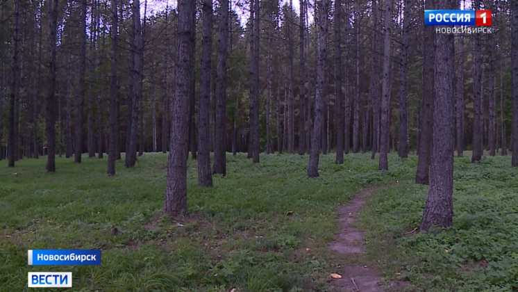 В Новосибирске в 2021 году Заельцовский бор может получить статус лесного парка