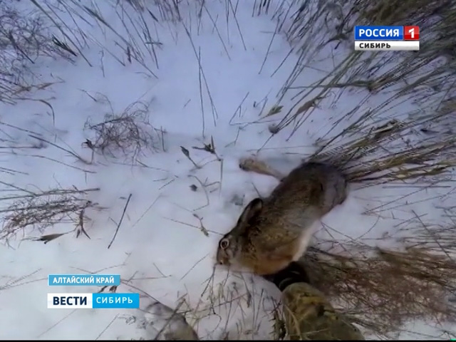 В Алтайском крае стартовала охота на зайца и лису