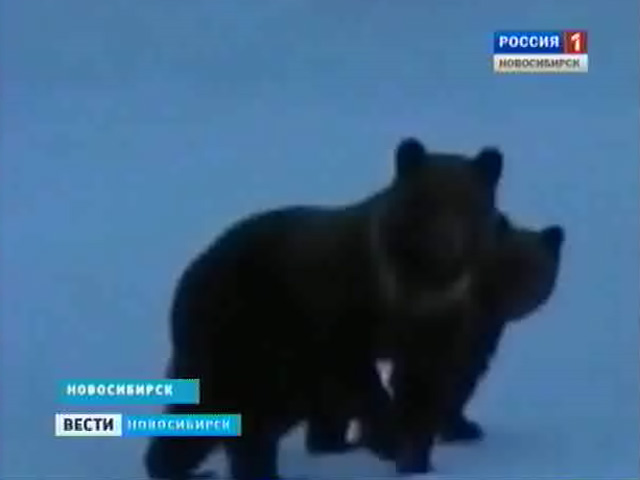 В населенные пункты Новосибирской области начали заходить медведи