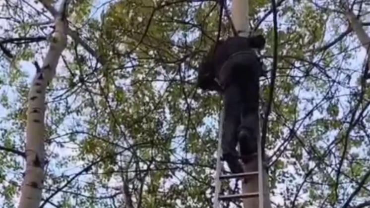 Житель Новосибирска забрался на дерево и отказывался спускаться