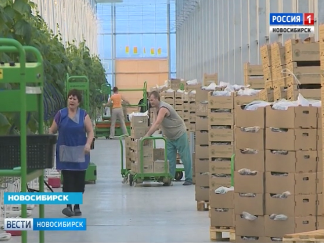 Новосибирская область сама обеспечивает себя огурцами