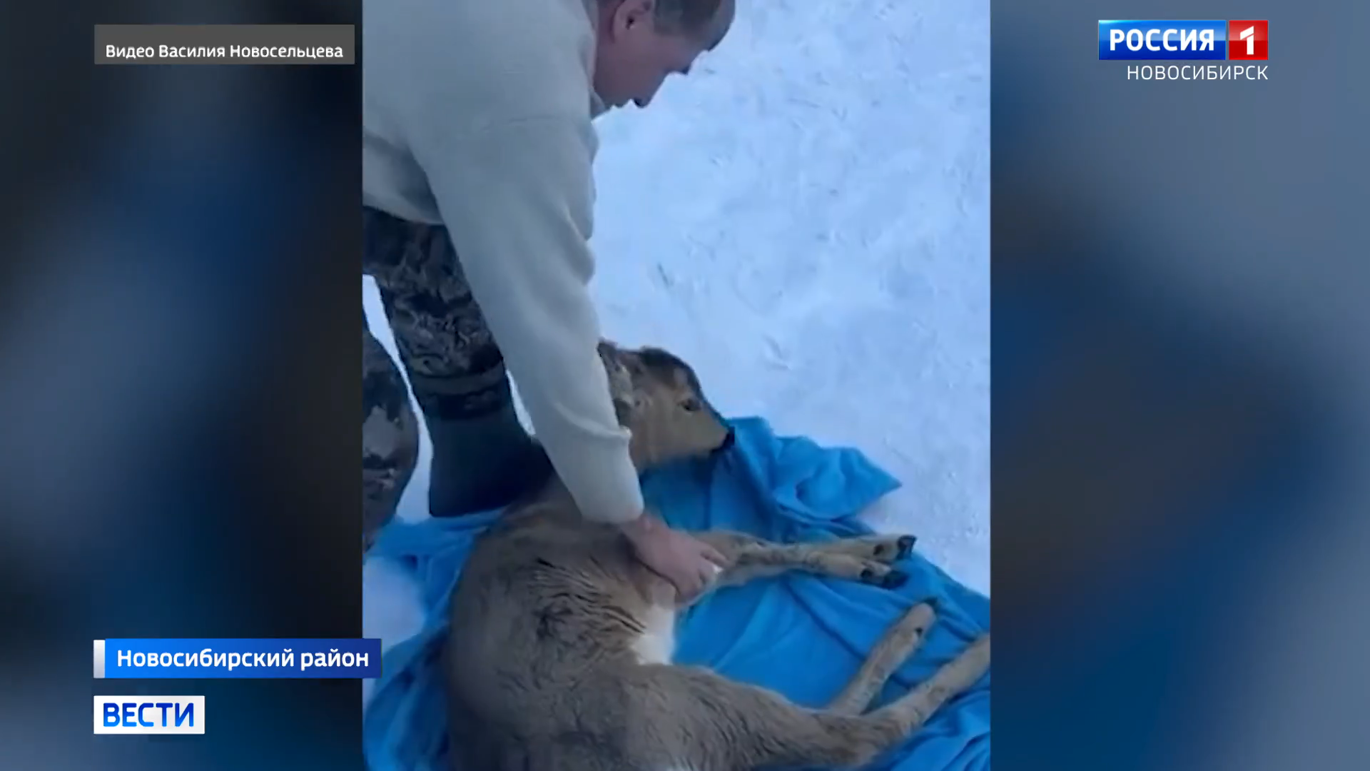 Новосибирцы спасли вмёрзшую в лёд косулю