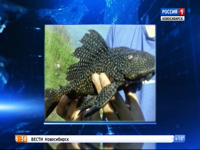Житель Новосибирска поймал рычащую пятнистую рыбу