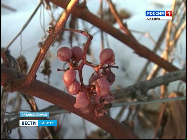 Французский виноградник в Алтайском крае зарос сорняками и зимует под открытым небом