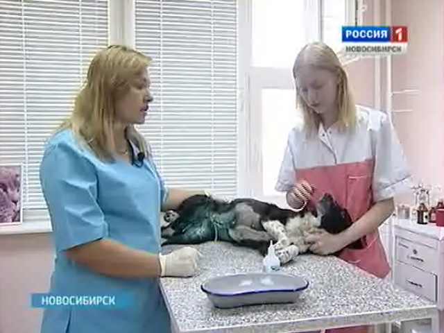 Неравнодушные новосибирцы помогают животным, пострадавшим от рук живодеров