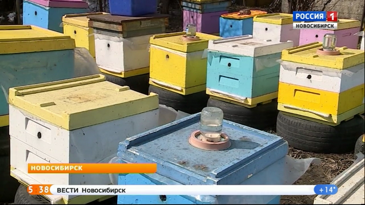 Пасечники прогнозируют повышение цен на мёд в Новосибирской области