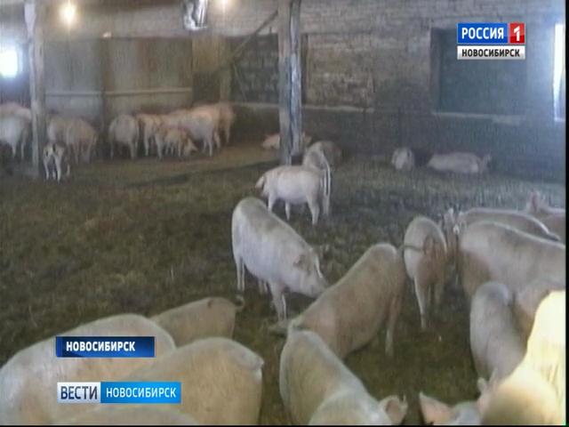 В Новосибирской области могут ввести режим ЧС из-за африканской чумы свиней