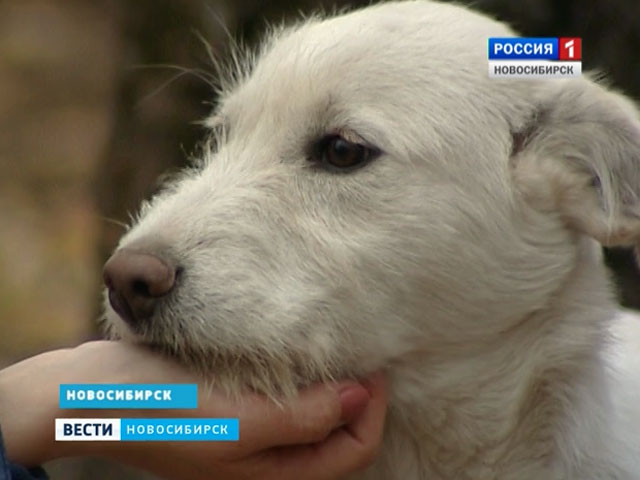Бездомные собаки реабилитационной базы в Новосибирске могут встретить зиму без пропитания