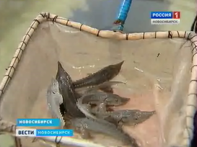 Новосибирские экологи-энтузиасты занялись воспроизводством редких сибирских пород рыб