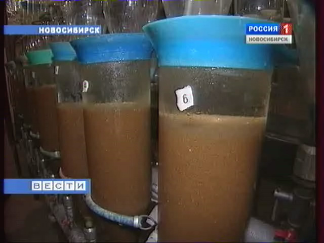 В Новосибирске открыли цех по воспроизводству исчезающих видов рыб