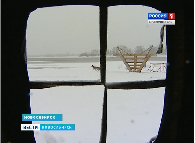 Подготовка к ледяных купаниям прошла в Новосибирске