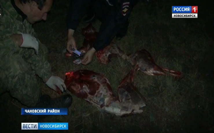 В Чановском районе полиция больше суток ищет обстрелявших охотоведов браконьеров