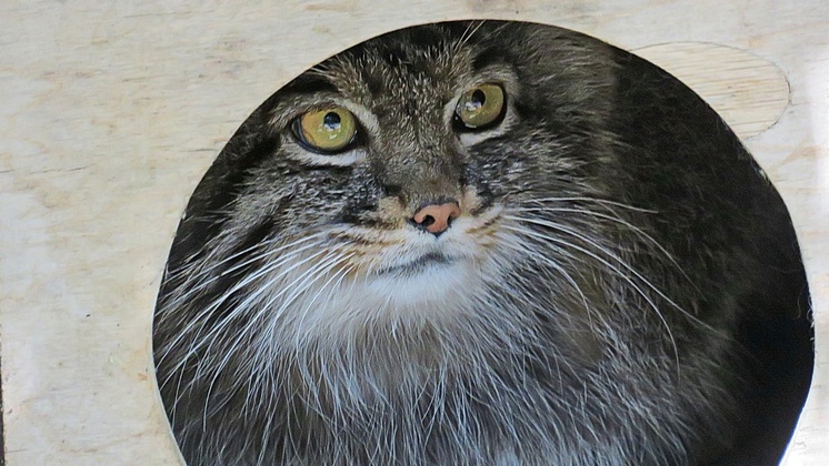 В новосибирском зоопарке манул согласился на уговоры посетителей и вышел из домика