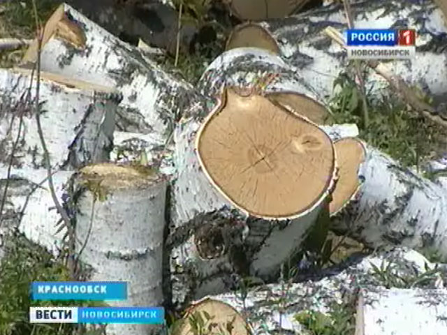 Жители поселка в Краснообске второй год безуспешно борются с незаконной вырубкой