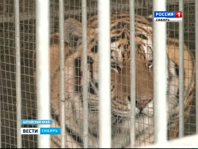 У юной горе-укротительницы тигров из Барнаула в крови обнаружили алкоголь