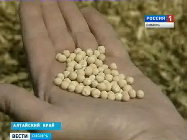 В Алтайском крае убирают зерновые и зернобобовые культуры