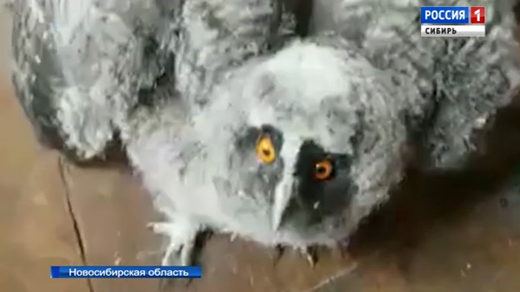 Новосибирские орнитологи готовят к выпуску в дикую природу слётка совы