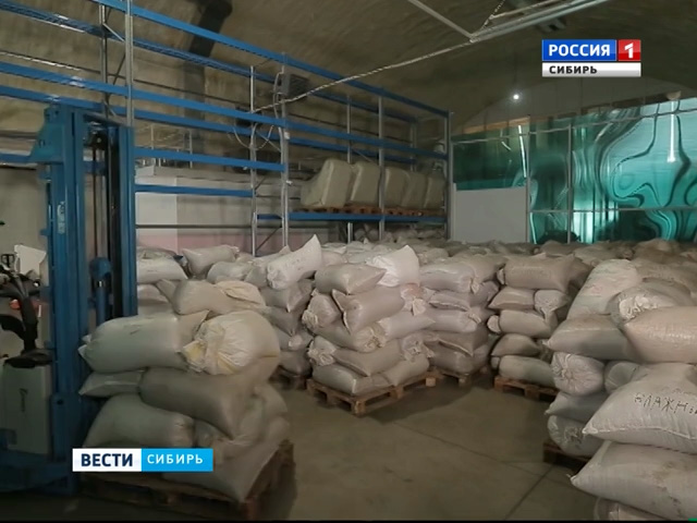 Житель Республики Алтай подозревается в краже кедровых орехов на 1,5 млн рублей