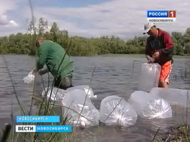 В Новосибирской области запустили проект разведения и выращивания рыбы