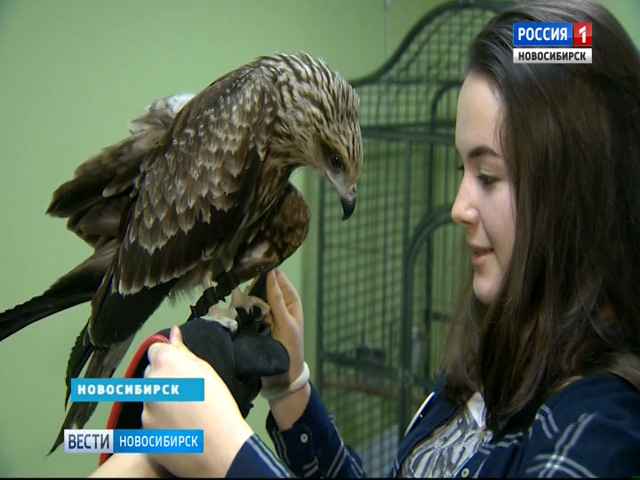 Новосибирский центр хищных птиц обретет свой дом 