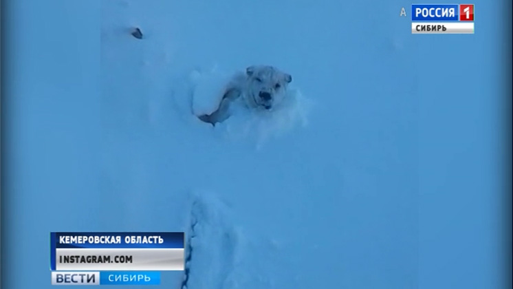 Мужчина потерял занесенного снегом пса в Кемеровской области