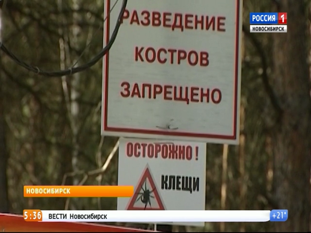 28 человек заболели клещевым энцефалитом в Новосибирской области  
