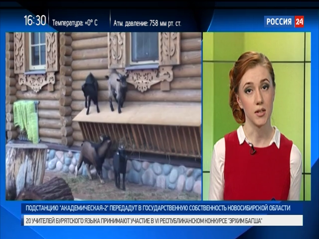 В Новосибирском зоопарке детей познакомят с камерунскими козами и породистыми гусями