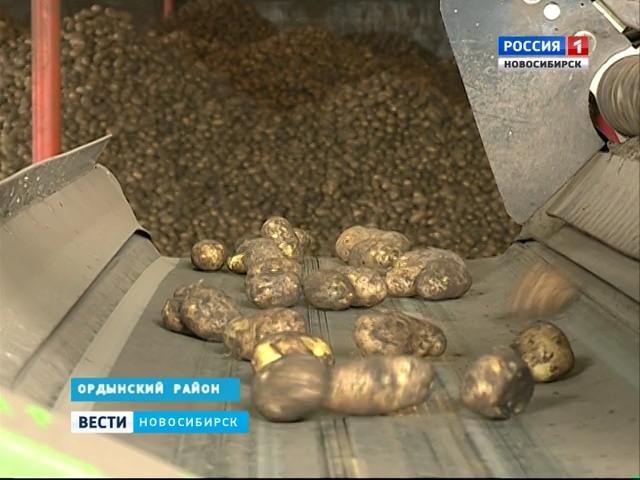 Небывалый урожай картофеля собрали фермеры в Новосибирской области