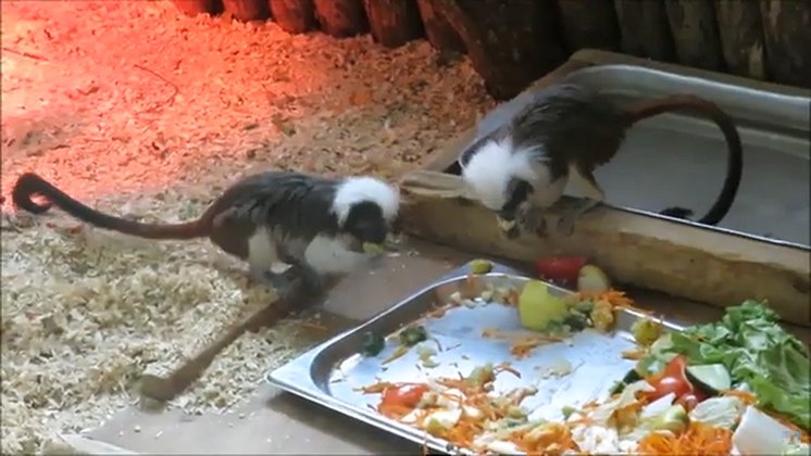 Эдиповы тамарины своровали еду у черепахи в новосибирском зоопарке