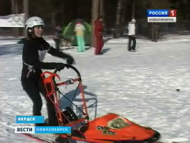 В Бердске прошло открытое первенство Новосибирской области по ездовому спорту на собачьих упряжках